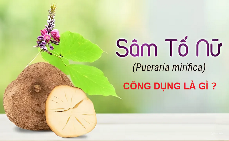 sâm tố nữ là gì