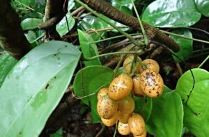 cây hoằng đằng