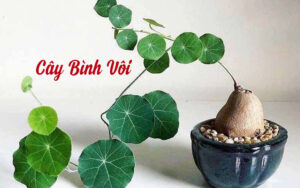 cây bình vôi