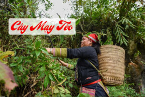 cây mạy tèo