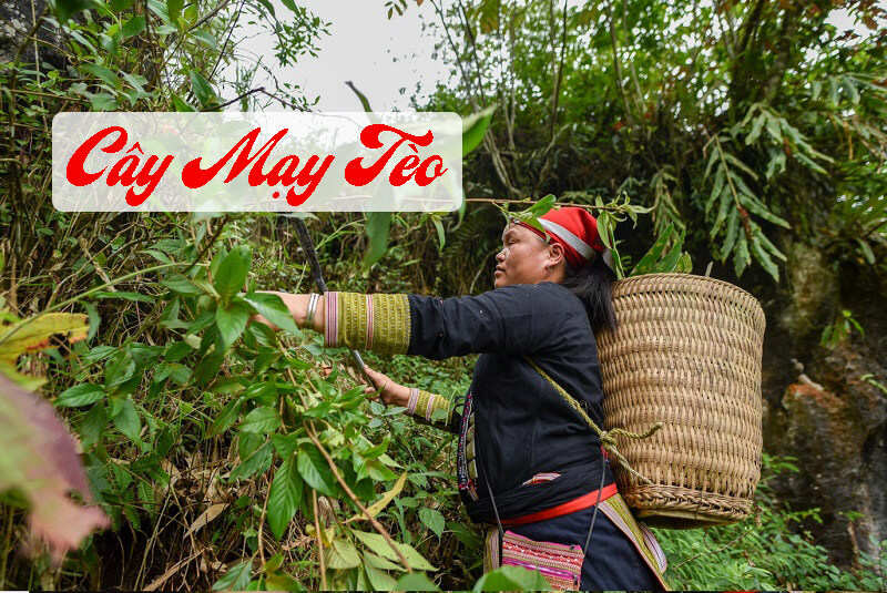 cây mạy tèo