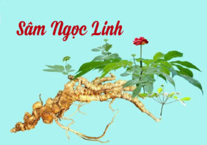 sâm ngọc linh