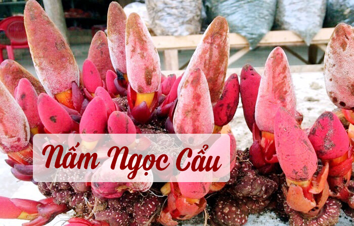 nấm ngọc cẩu
