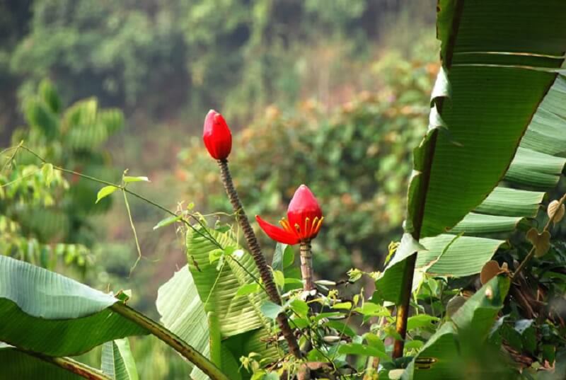 cây chuối hột