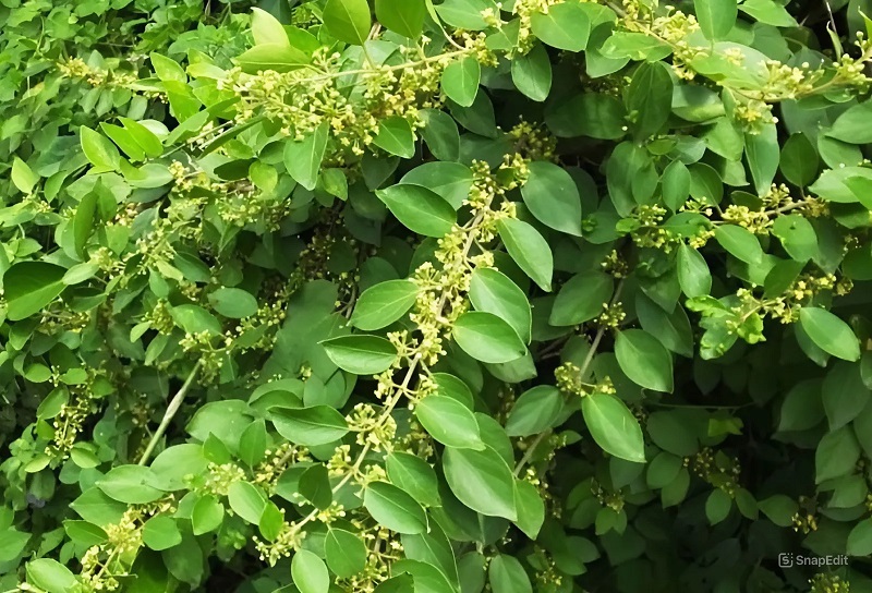 cây dây thìa canh