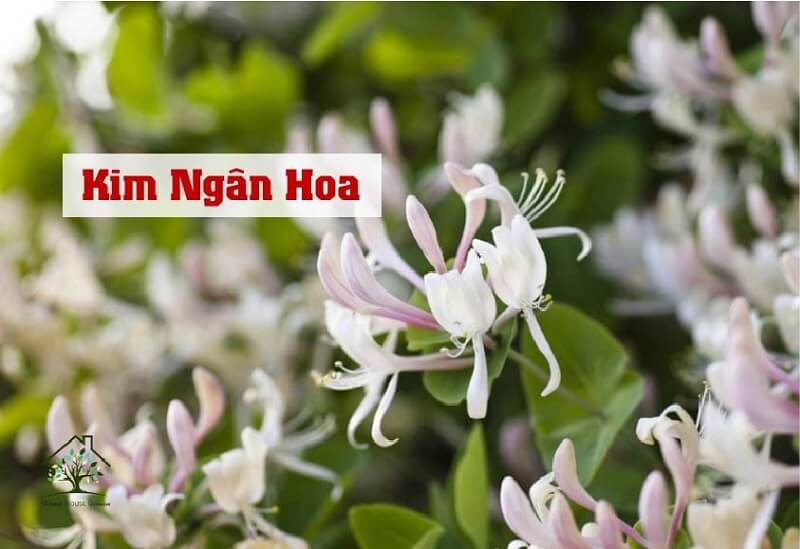 kim ngân hoa
