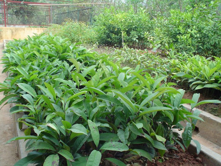 chè đắng cao bằng