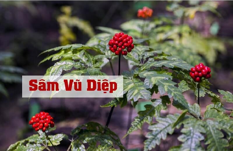 sâm vũ diệp