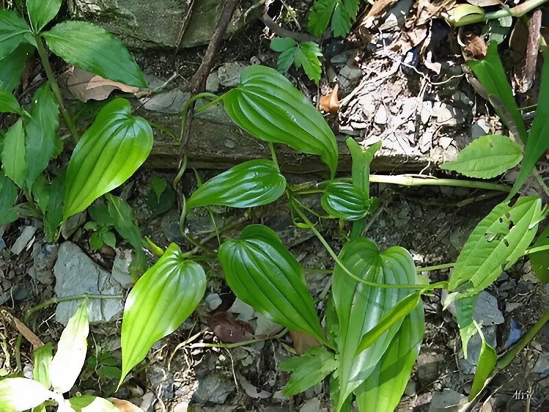 cây bách bộ