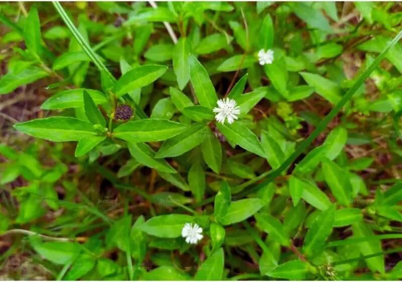 cây cỏ nhọ nồi