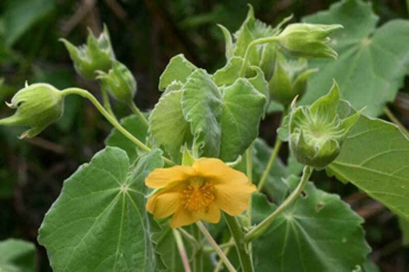 cây cối xay
