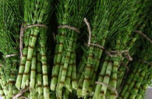 cỏ đuôi ngựa