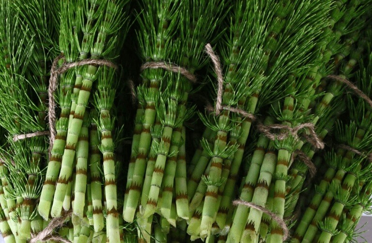 cỏ đuôi ngựa